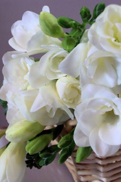 Blush Florist and Tui Street Confectionary