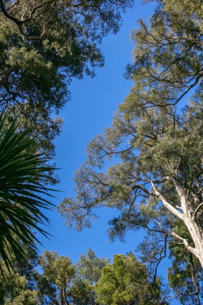 Sutherland Puriri Reserve
