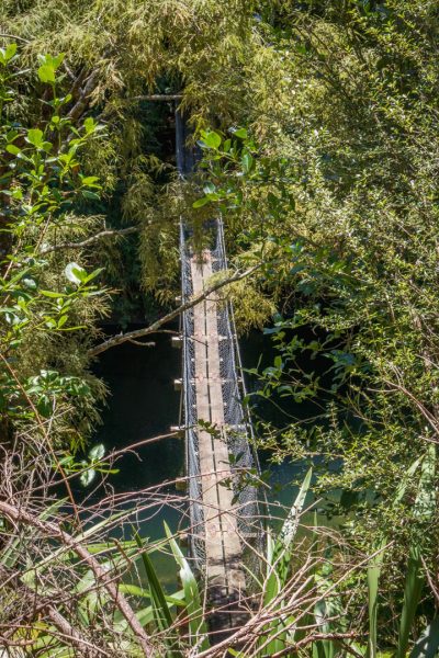 Paengaroa Scenic Reserve Walk