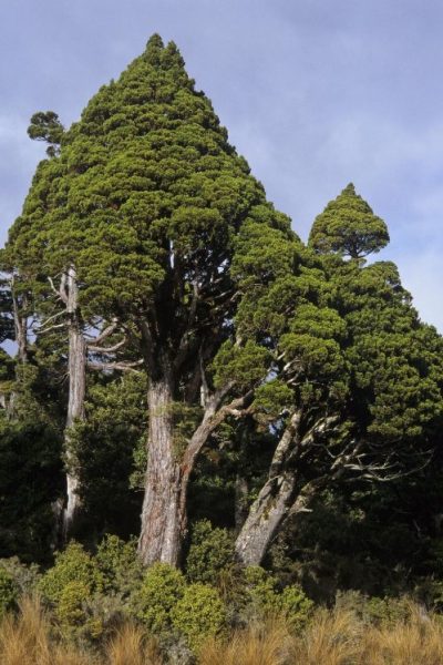 Hihitahi Forest Sanctuary