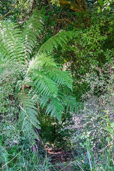 Laird's Reserve