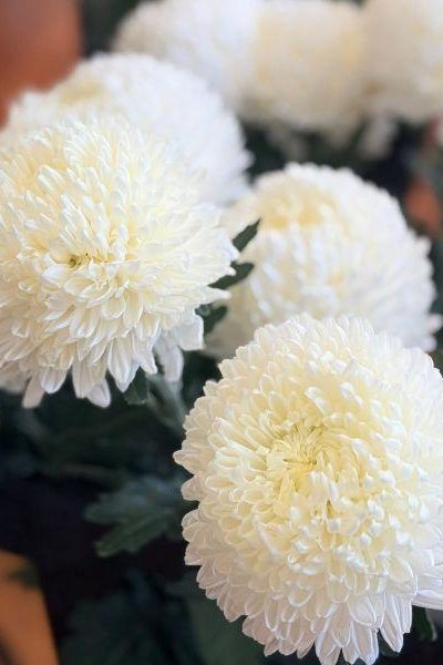 High Bloom