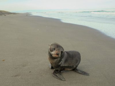 Baby seal at koitiata