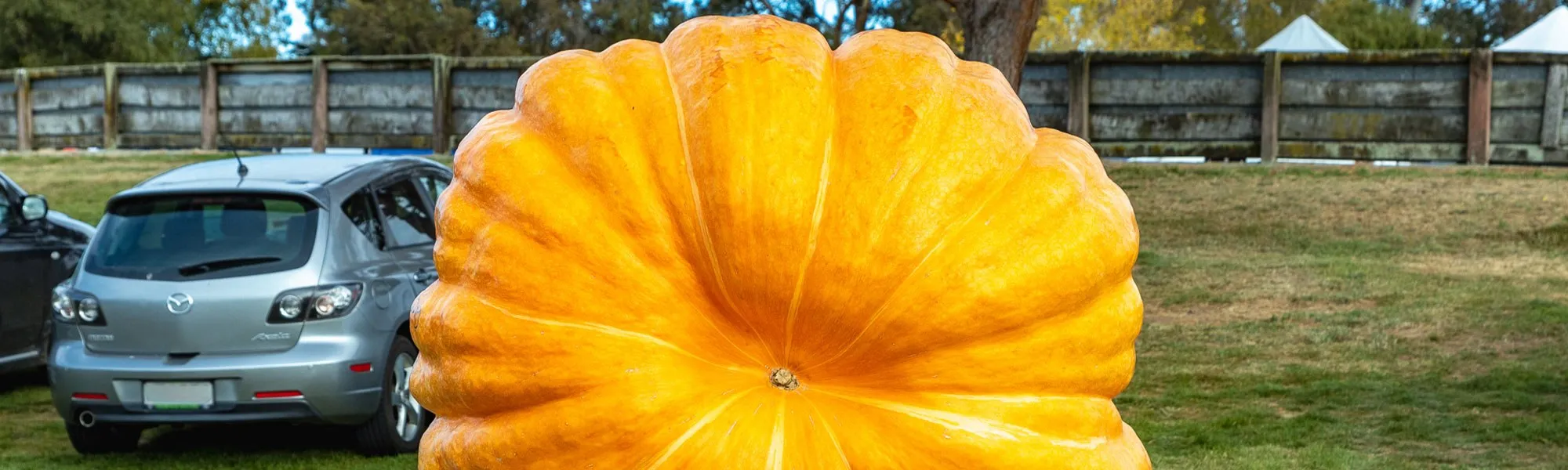 Harvest festival pumpkin
