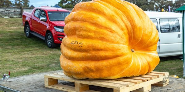 Marton harvest festival pumpkin 2