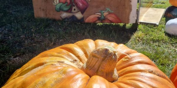 Marton harvest festival pumpkin