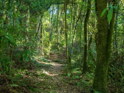 Sutherland Puriri Reserve walkway