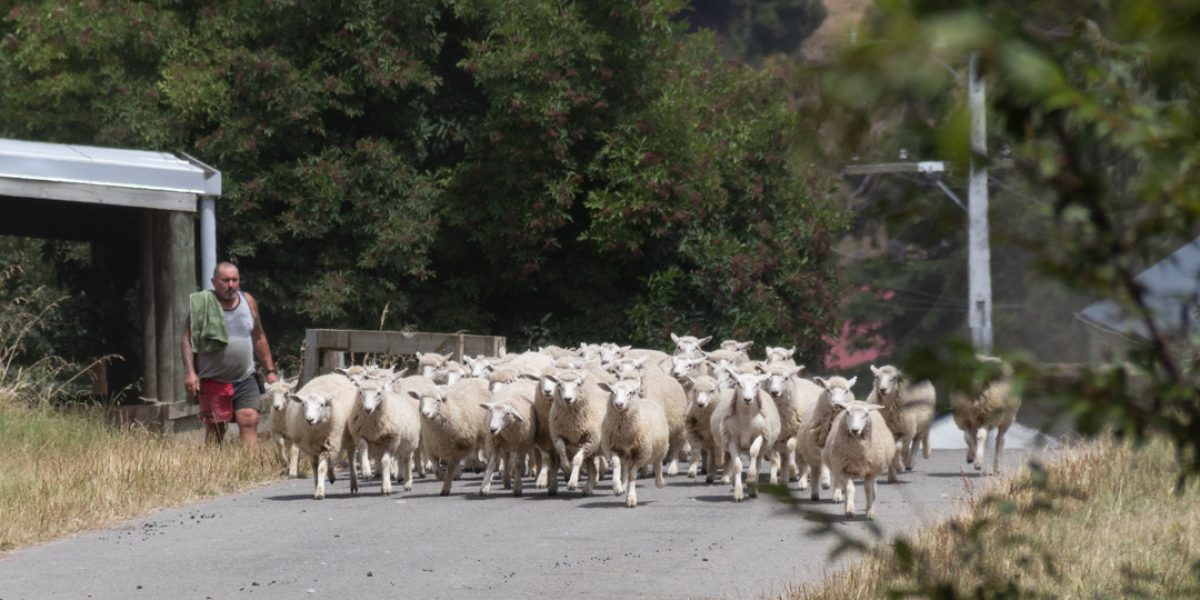 Sheep at Moawhango
