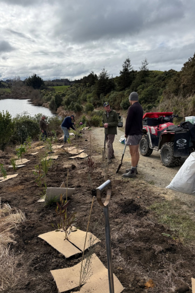 TR planting